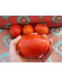 Tomato 'Pete's Italian Paste' 