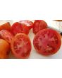 Tomato 'Pete's Italian Paste' 