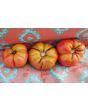 Tomato 'Ferris Wheel' 