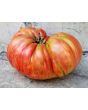 Tomato 'Pink Jazz'
