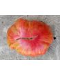 Tomato 'Pink Jazz'