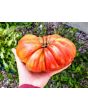 Tomato 'Pink Jazz'
