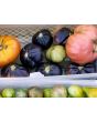 Tomato 'Blue Pear'