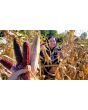 Flint Corn 'Japonica Striped' Seeds (Certified Organic)