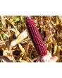 Flint Corn 'Japonica Striped' Seeds (Certified Organic)