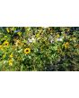 Sunflower 'Indian Blanket' Seeds (Certified Organic)