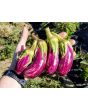 Eggplant ‘Tsakoniki’ 