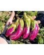 Eggplant ‘Tsakoniki’ 