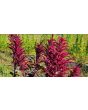 Amaranth 'Red Garnet' Seeds (Certified Organic)