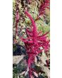 Amaranth 'Red Garnet' Seeds (Certified Organic)