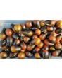 Tomato 'Black Keyes' 
