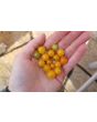 Tomato 'Gold Rush Currant'