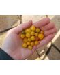 Tomato 'Gold Rush Currant'