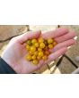 Tomato 'Gold Rush Currant'