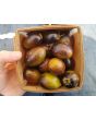 Tomato 'Brad's Atomic Grape'