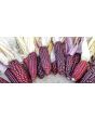 Flint Corn 'Japonica Striped' Seeds (Certified Organic)