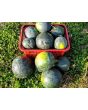 Watermelon 'Blacktail Mountain' Seeds (Certified Organic)