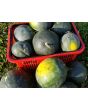 Watermelon 'Blacktail Mountain' Seeds (Certified Organic)