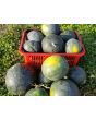 Watermelon 'Blacktail Mountain' Seeds (Certified Organic)