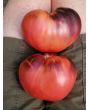 Tomato 'Sgt. Pepper's'