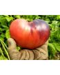 Tomato 'Sgt. Pepper's'