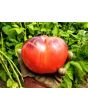 Tomato 'Sgt. Pepper's'