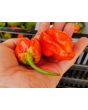 Hot Pepper 'Tiger Teeth x 7 Pot Bubblegum (BBG7)' Seeds (Certified Organic)