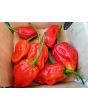 Hot Pepper 'Tiger Teeth x 7 Pot Bubblegum (BBG7)' Seeds (Certified Organic)