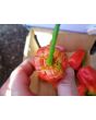 Hot Pepper 'Tiger Teeth x 7 Pot Bubblegum (BBG7)' Seeds (Certified Organic)