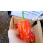 Hot Pepper 'Tiger Teeth x 7 Pot Bubblegum (BBG7)' Seeds (Certified Organic)
