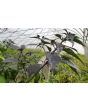 Hot Pepper 'Redgum Tiger MAMP x Chocolate Nagabrains' Seeds (Certified Organic)