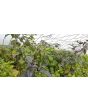 Hot Pepper 'Redgum Tiger MAMP x Chocolate Nagabrains' Seeds (Certified Organic)