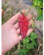 Hot Pepper 'Redgum Tiger MAMP x Chocolate Nagabrains' Seeds (Certified Organic)