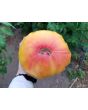 Tomato 'Pineapple'