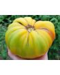 Tomato 'Pineapple'