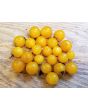 Tomato 'Sweet Gold F2' 