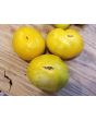 Tomato 'Pineapple Pig' 