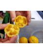 Tomato 'Orange Accordion Mini Pumpkins' 