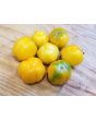 Tomato 'Orange Accordion Mini Pumpkins' 