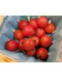 Tomato 'Chadwick's Cherry' AKA 'Camp Joy' 
