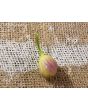 Hot Pepper 'Sugar Rush Cream' Seeds (Certified Organic)