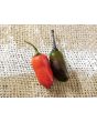 Hot Pepper 'Scarlett's Chili Variegated' Seeds (Certified Organic)