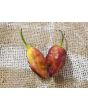 Hot Pepper ‘7 Pot Bubblegum (BBG7) Dream' Seeds (Certified Organic)
