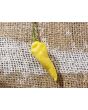 Hot Pepper ‘White Devil's Tongue’ Seeds (Certified Organic)
