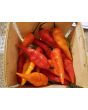 Hot Pepper ‘Carolina Reaper x Bhut Jolokia (Ghost)' Seeds (Certified Organic)