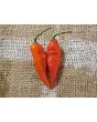 Hot Pepper ‘Carolina Reaper x Bhut Jolokia (Ghost)' Seeds (Certified Organic)