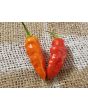 Hot Pepper ‘Black Ghost (Bhut Jolokia x Pimenta de Neyde)' Seeds (Certified Organic)