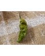 Hot Pepper ‘Bhut Jolokia (Ghost) Solid Gold' Seeds (Certified Organic)
