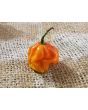 Hot Pepper 'Jigsaw Cross' Seeds (Certified Organic)