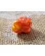 Hot Pepper 'Jigsaw Cross' Seeds (Certified Organic)